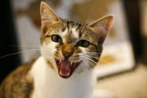 Why Is My Cat Meowing So Much? Decoding Feline Behavior 1 white and brown cat with mouth open