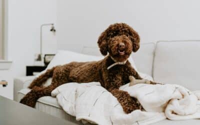 Finding the Perfect Dog Sitters in Lorton for Your Furry Friends