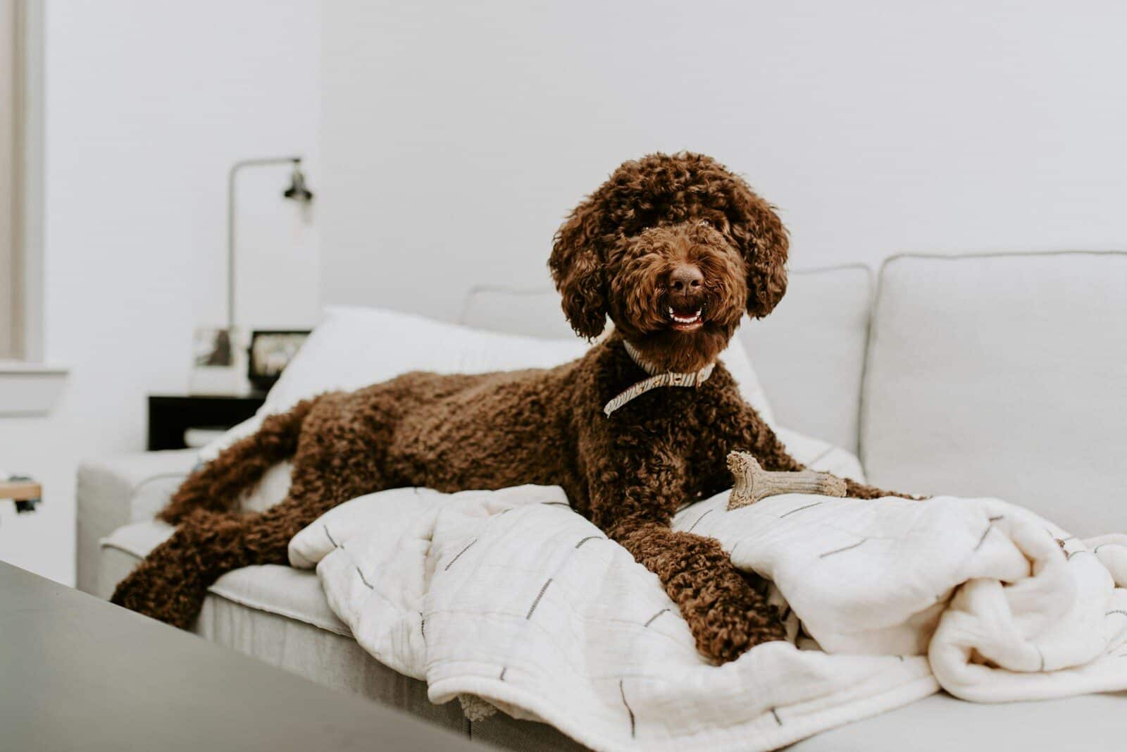 Photo by Daniel a brown dog laying on top of a white couch