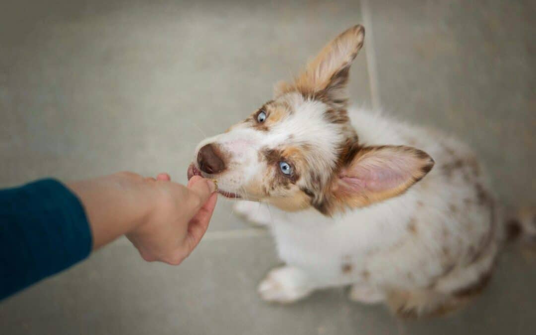 Discover How CBD Dog Treats For Anxiety Can Ease Your Furry Friend