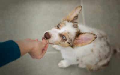 Discover How CBD Dog Treats For Anxiety Can Ease Your Furry Friend