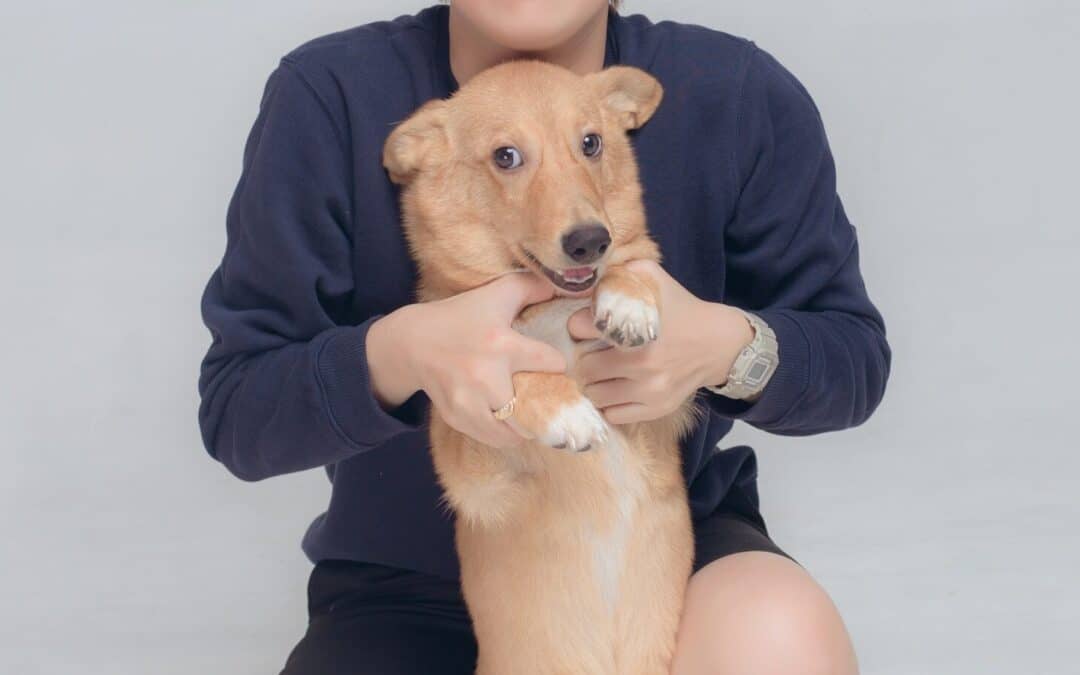 Why Hiring a Dog Walker in the National Harbor is the Best Choice for Your Pet