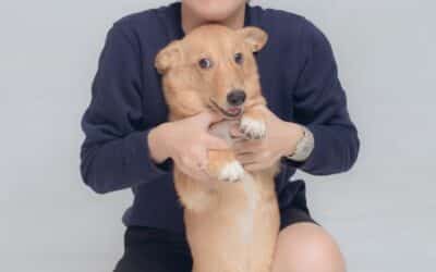 Why Hiring a Dog Walker in the National Harbor is the Best Choice for Your Pet