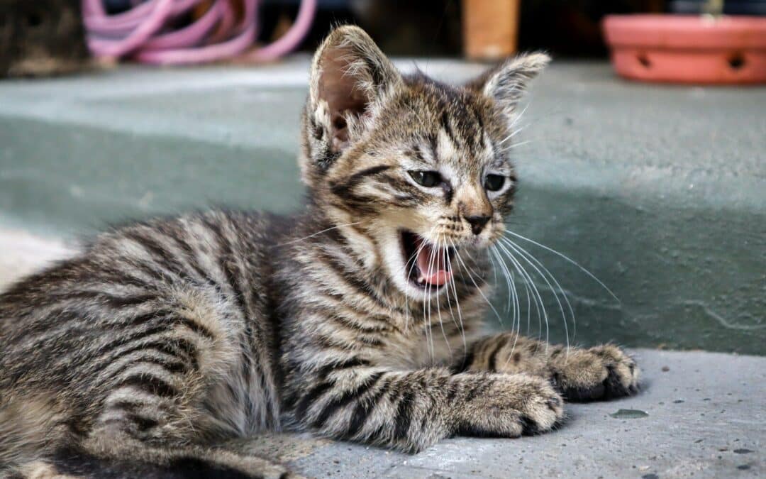 Finding the Best Cat Sitter in Waldorf, MD for Your Furry Friend