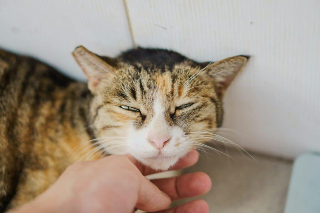 A tabby cat enjoys being petted by a human hand.