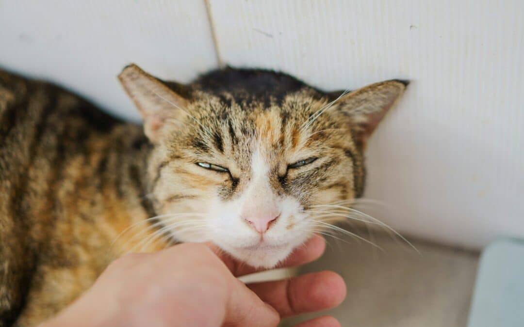 Choosing The Best Cat Sitter in Alexandria: Reliable Pet Care You Can Trust