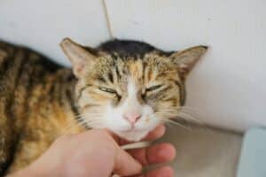 A tabby cat enjoys being petted by a human hand.