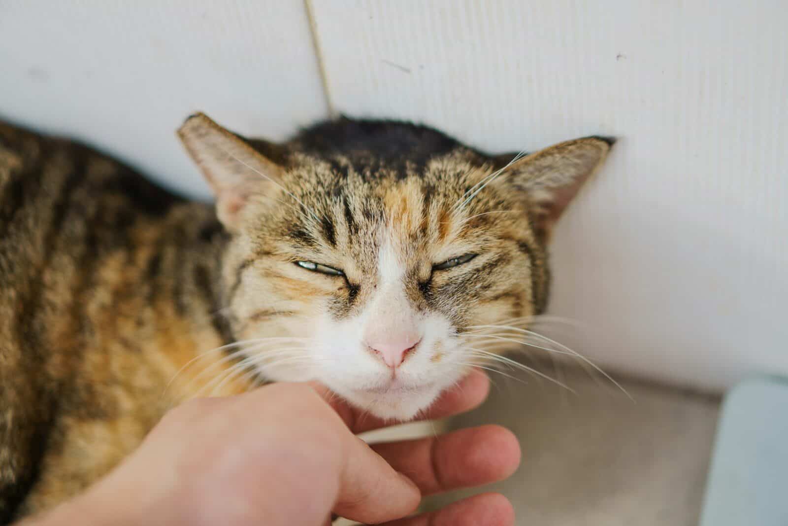 A tabby cat enjoys being petted by a human hand.