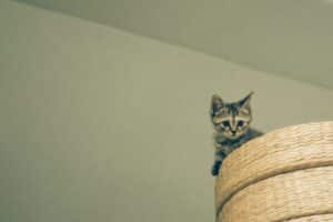 A small kitten sits on a scratching post.