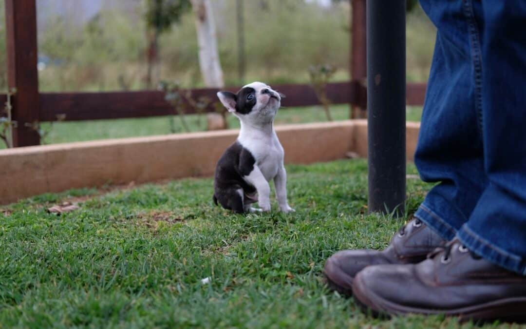 Does My Dog Know I Love Him? Understanding Affectionate Signals From Your Pup