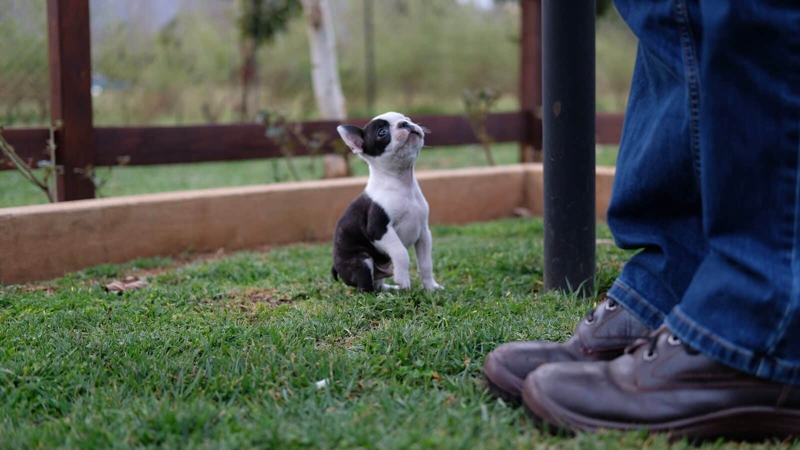 a small dog sitting on top of a lush green field
