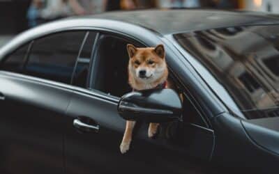 The Perks of Using a Pet Taxi Service | Safe Transport for Your Furry Friend