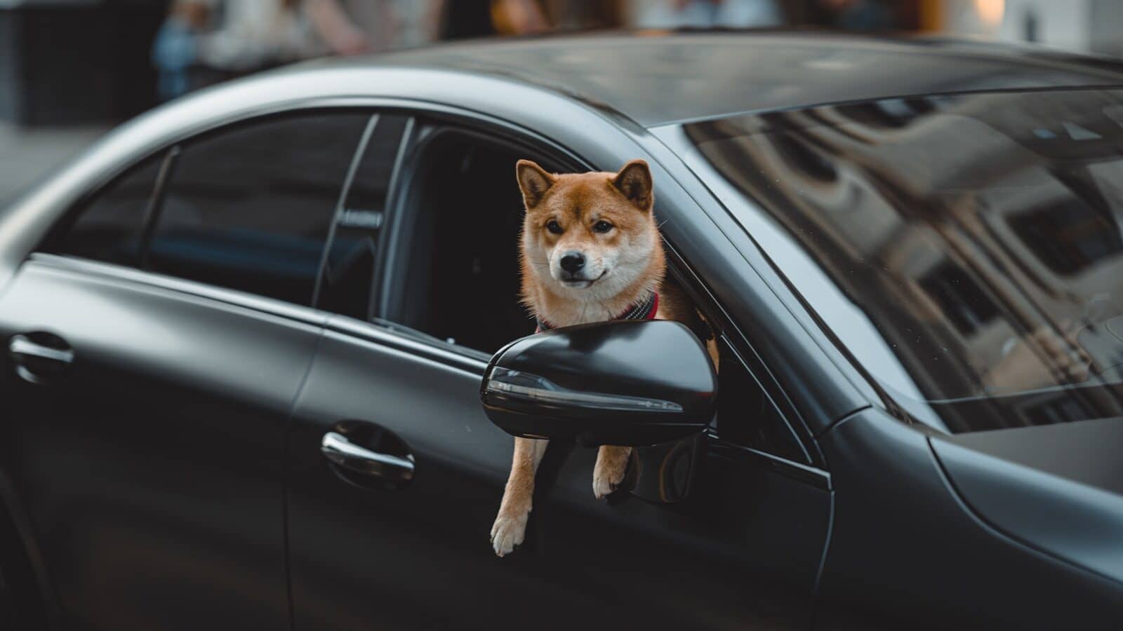 Photo by Anton Kotlovskii a dog sticking its head out of a car window