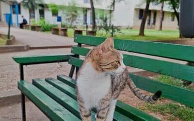 Holiday Cat Sitting Services in Clinton, Camp Springs, and Westphalia for Stress-Free Travel Plans