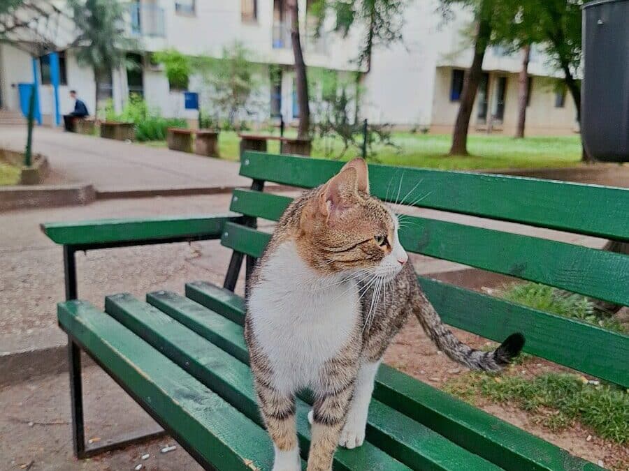 Holiday Cat Sitting Services in Clinton, Camp Springs, and Westphalia for Stress-Free Travel Plans