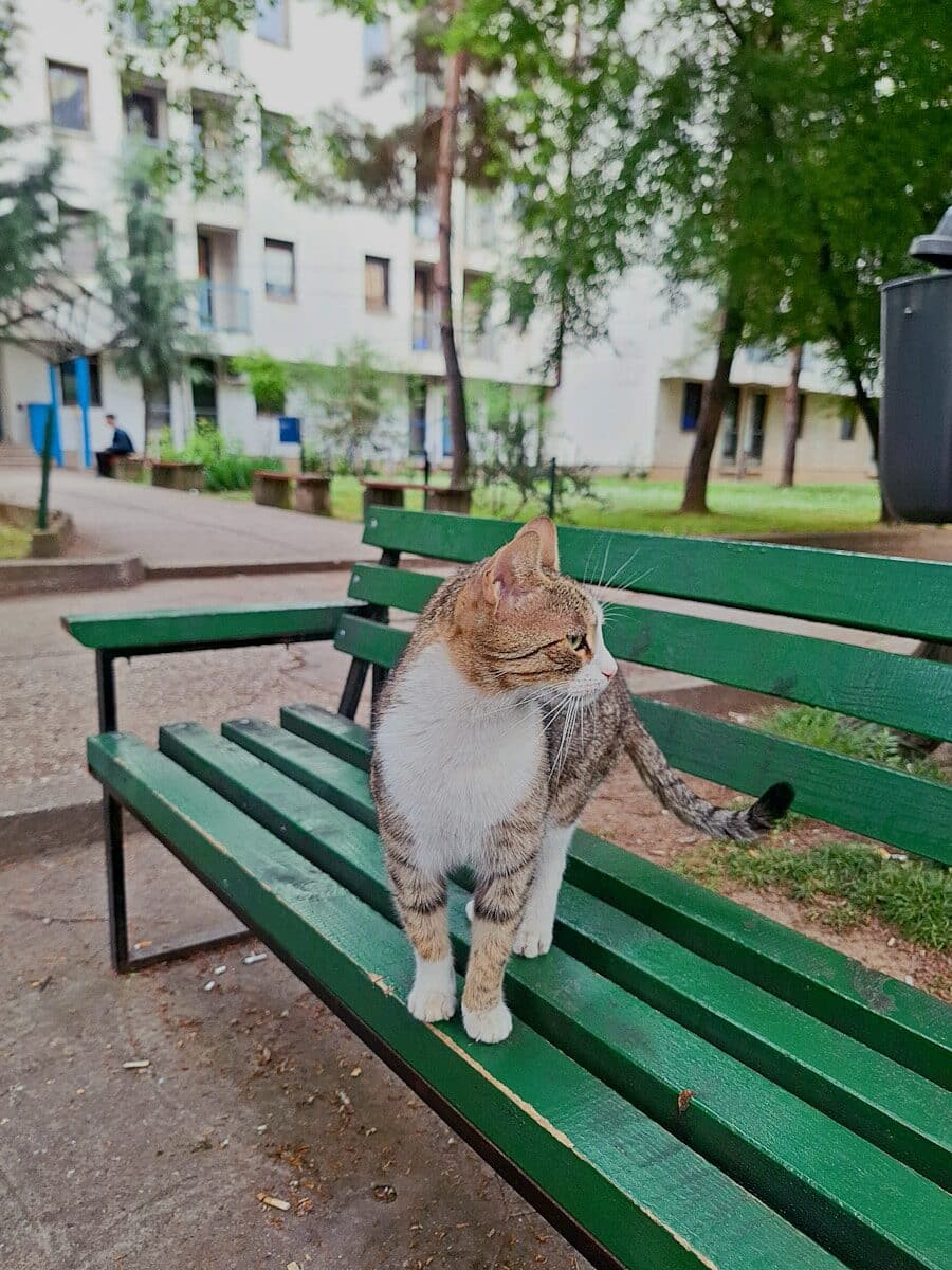 A cat sitting on a green park bench