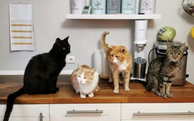 Preparing Your Pet for the Holidays: Local Holiday Pet Services in Alexandria & Springfield That Make Life Easier