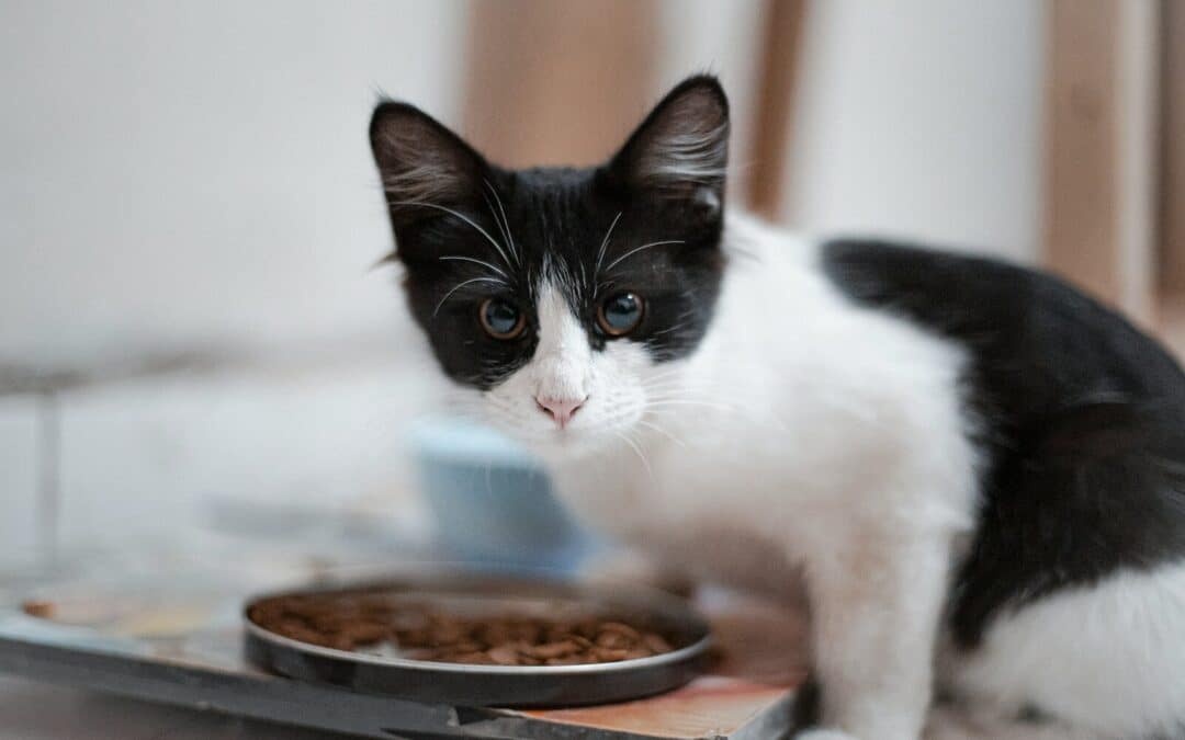 How Long Can Cats Go Without Food?