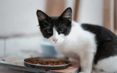 How Long Can Cats Go Without Food?