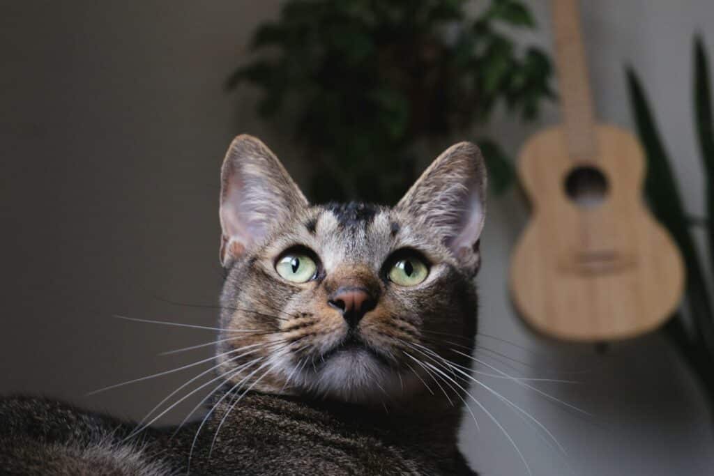 A tabby cat looks up with green eyes.