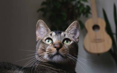 When Are Cats Fully Grown? Understanding Your Furry Friend’s Growth Journey