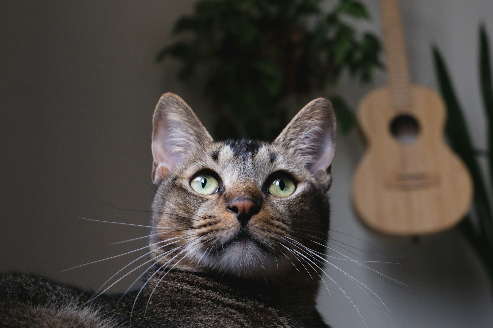 A tabby cat looks up with green eyes.