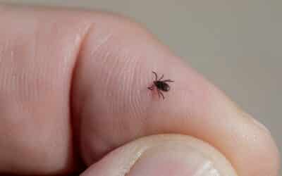 How to Get a Tick Off a Dog Safely and Effectively