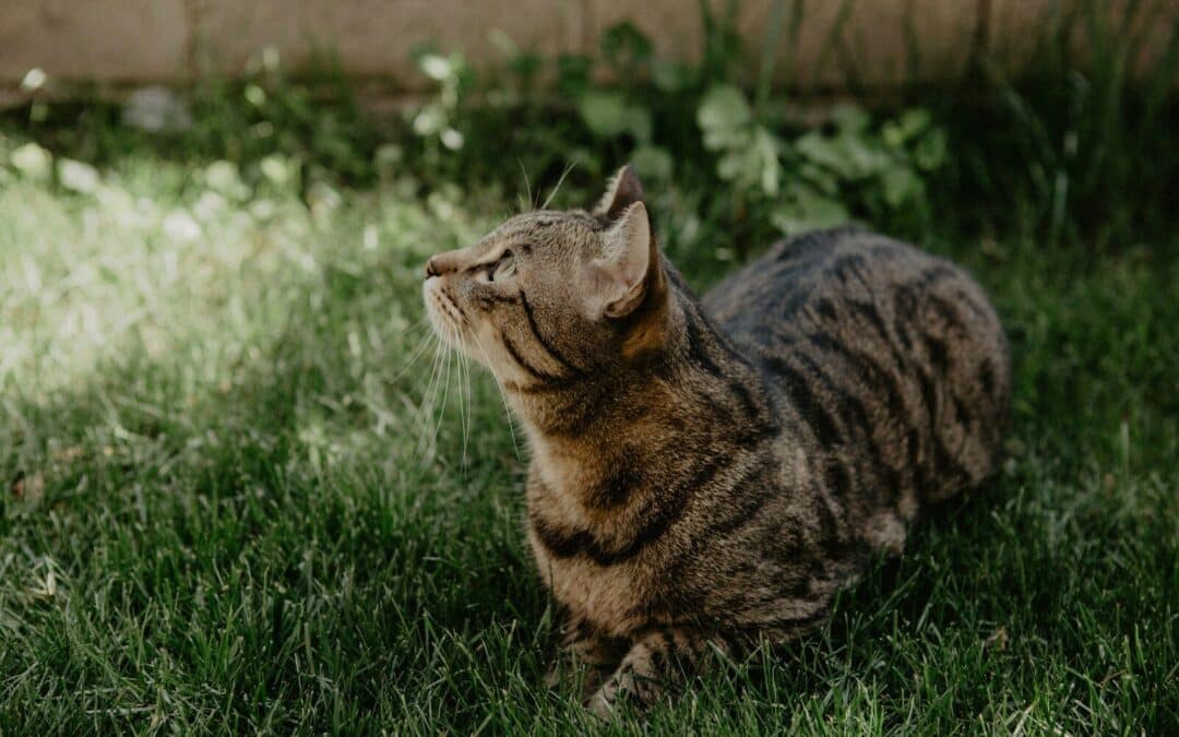 What Flowers Are Poisonous to Cats? Protecting Your Feline Friend from Toxic Blooms