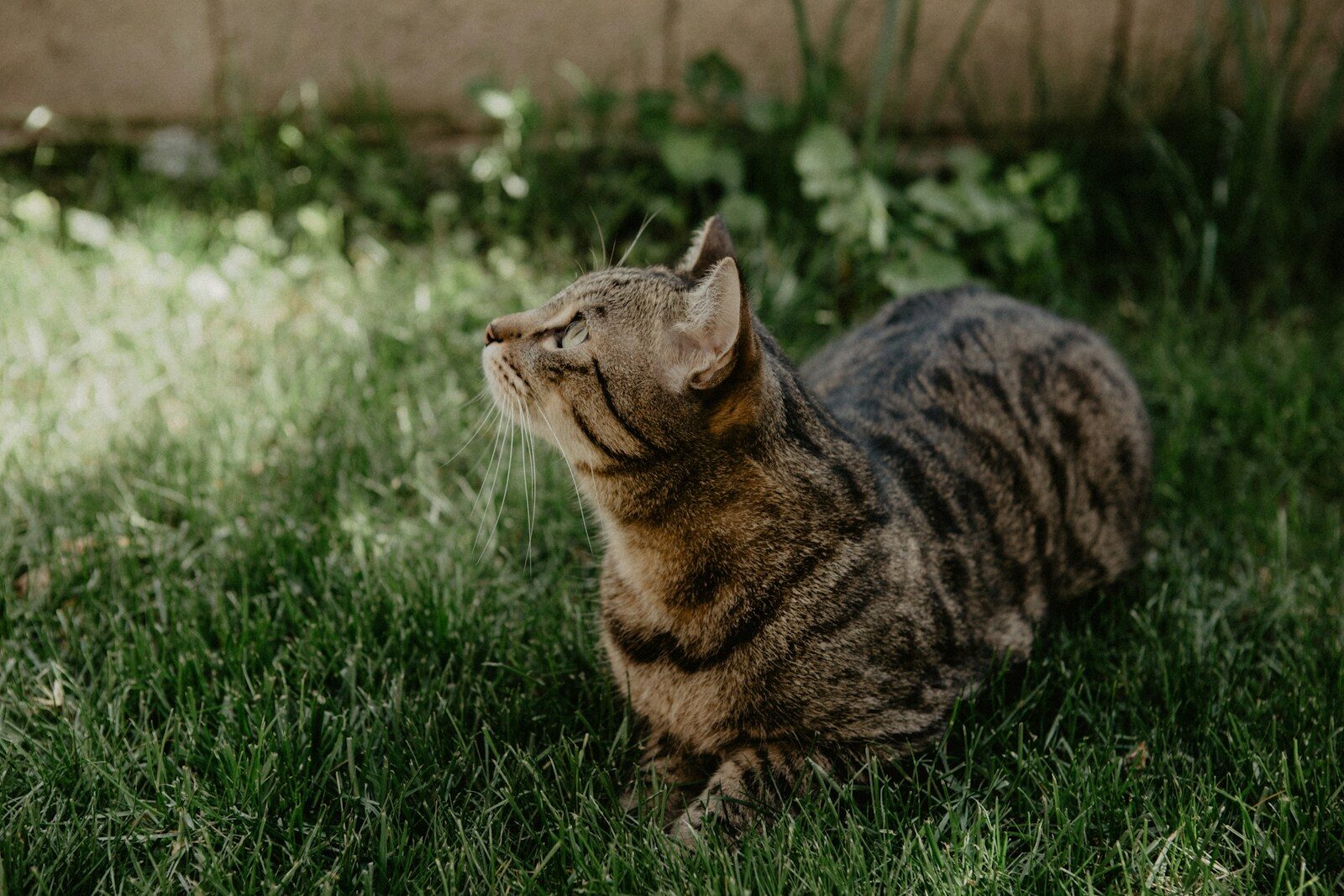 a cat sitting in the grass looking up