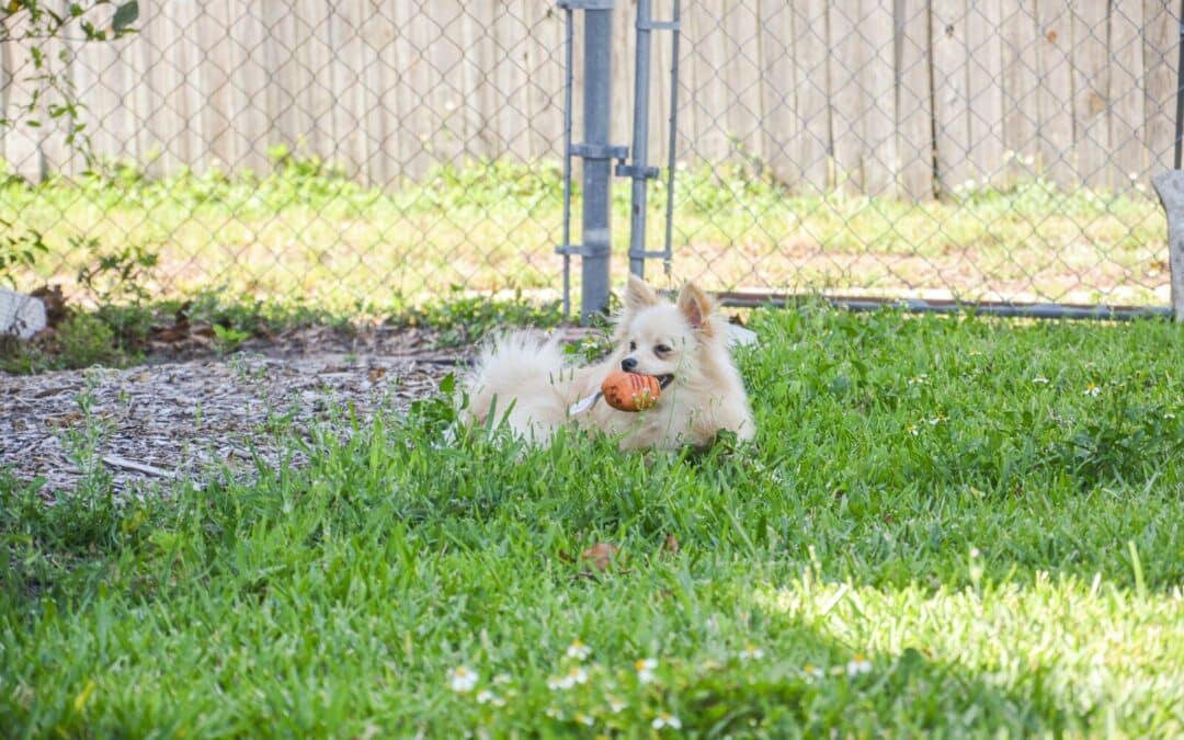 Top Dog Friendly Parks in Northern Virginia: Alexandria, Arlington & Annandale Favorites