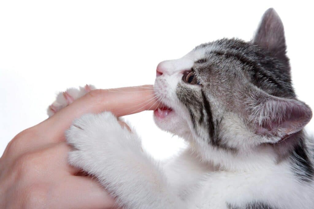 Kitten playfully biting a person's finger