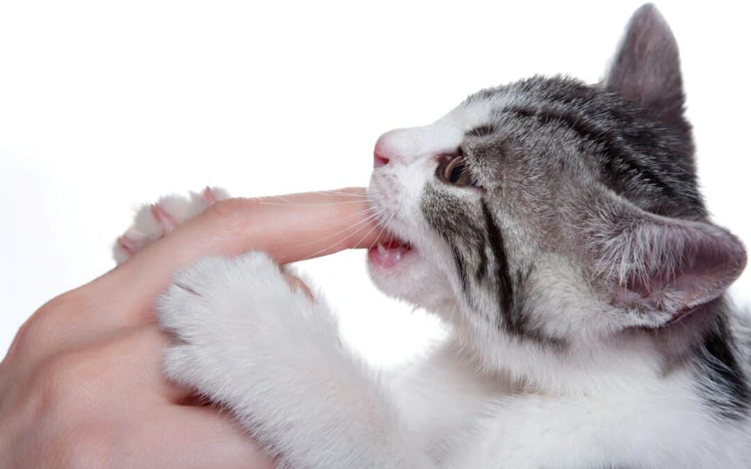Why Do Cats Bite When You Pet Them? Understanding Feline Behavior