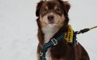 Almost Overnight Pet Sitting 3 Are Dog Snow Boots Really Needed? Cold-Weather Paw Protection Tips for Dog Lovers in Northern Virginia and Southern Maryland