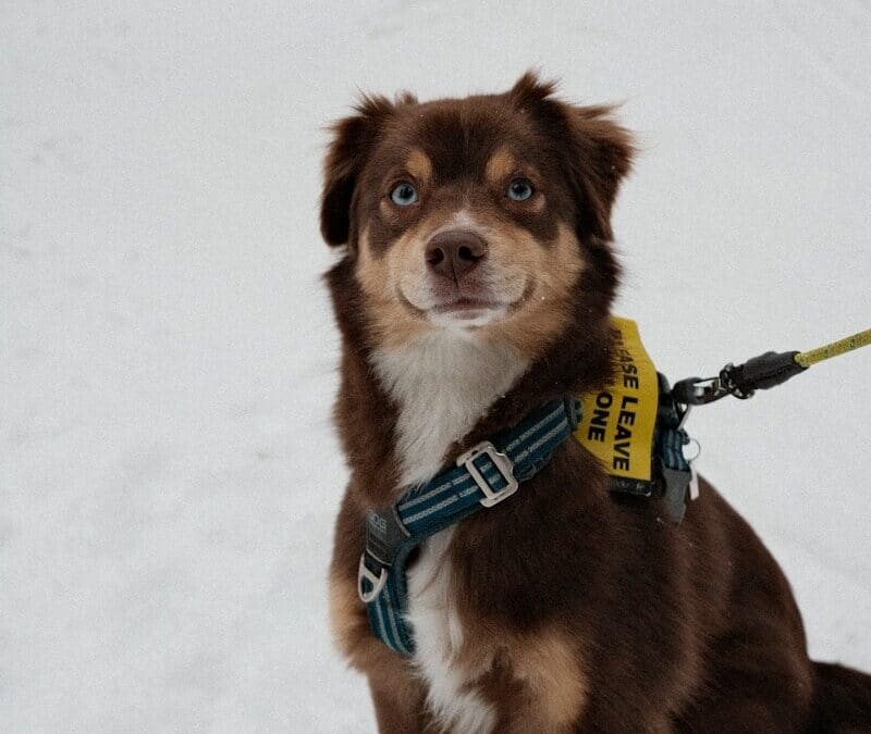 Are Dog Snow Boots Really Needed? Cold-Weather Paw Protection Tips for Dog Lovers in Northern Virginia and Southern Maryland