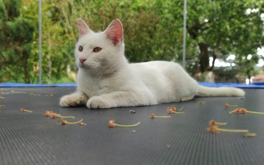 Finding the Best Cat Sitter in Arlington: Your Guide to Local Services