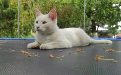 Finding the Best Cat Sitter in Arlington: Your Guide to Local Services