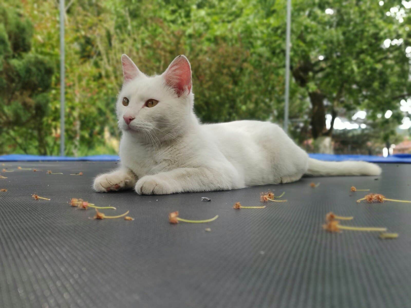 Photo by Natasza Rusinek a white cat laying on top of a trampoline