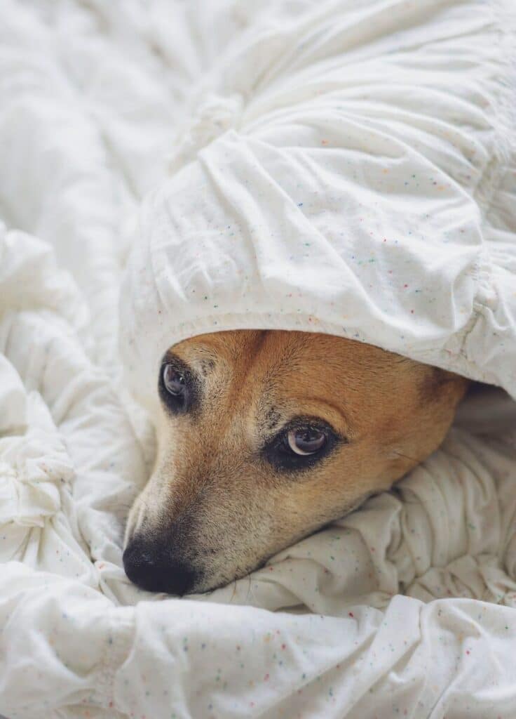 dog covered with white textile