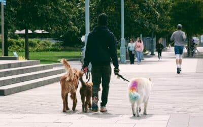 Finding the Perfect Dog Sitter in Huntington, VA