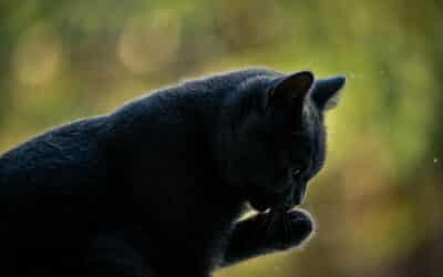 Finding the Perfect Cat Sitter in Springfield: A Guide for Cat Parents