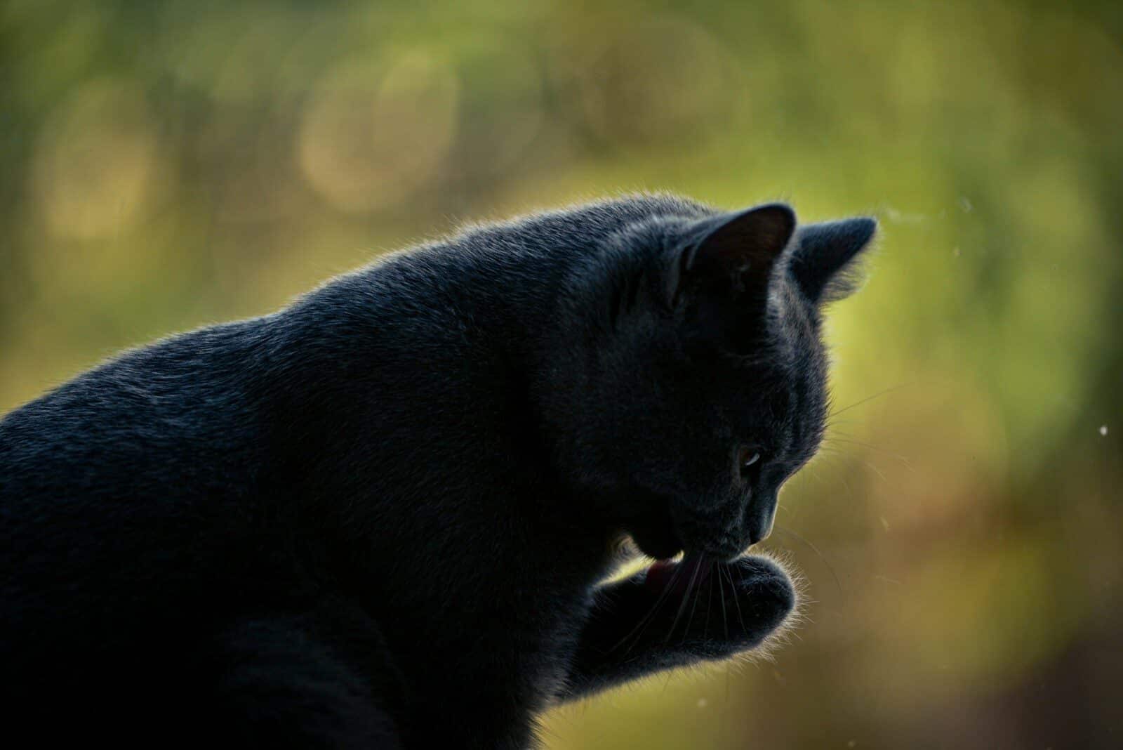 Photo by Denisa Floarea A dark gray cat grooming its paw