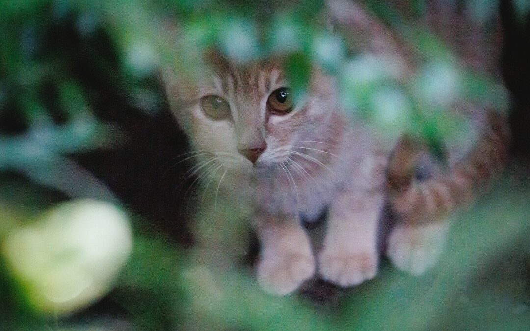 How To Keep Cats Out of Your Yard | Cat-Proofing Your Outdoor Space