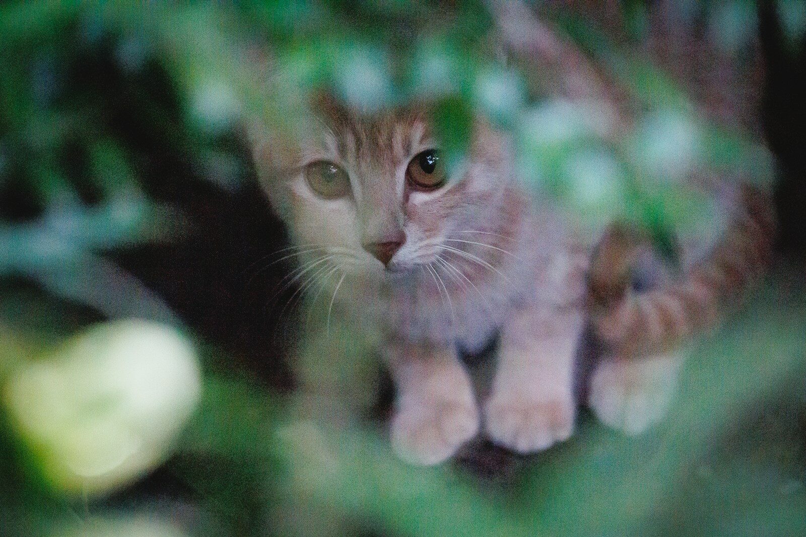 a cat is sitting in a tree looking at the camera