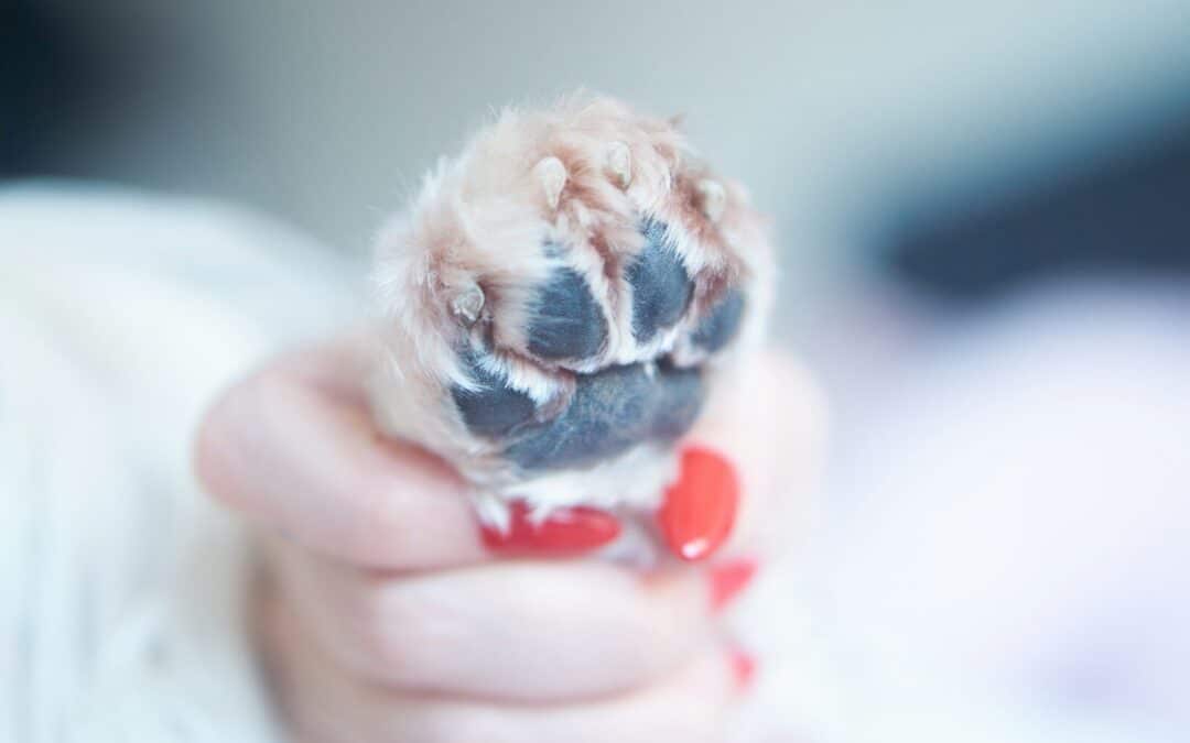 How to Cut Dog Nails Safely (A Complete Guide for Pet Owners)