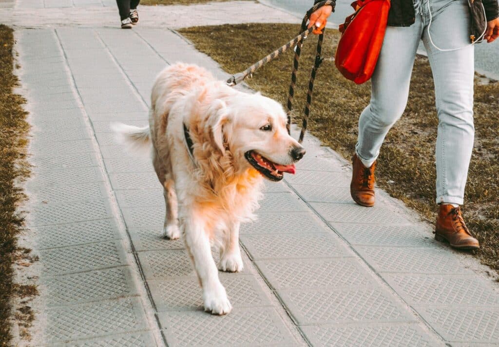 Top Dog Walker in Springfield: Find the Perfect Match for Your Pup 1 person walking beside Golden retriever on the street