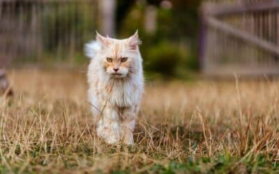 Almost Overnight Pet Sitting 3 Reliable Holiday Cat Sitting in Fort Washington, Oxon Hill, and Temple Hills