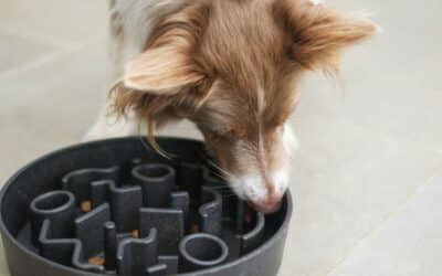 Pet Taxi Services 2 Winter Dog Enrichment Activities in Arlington & Annandale: Keep Your Pup Happy Indoors