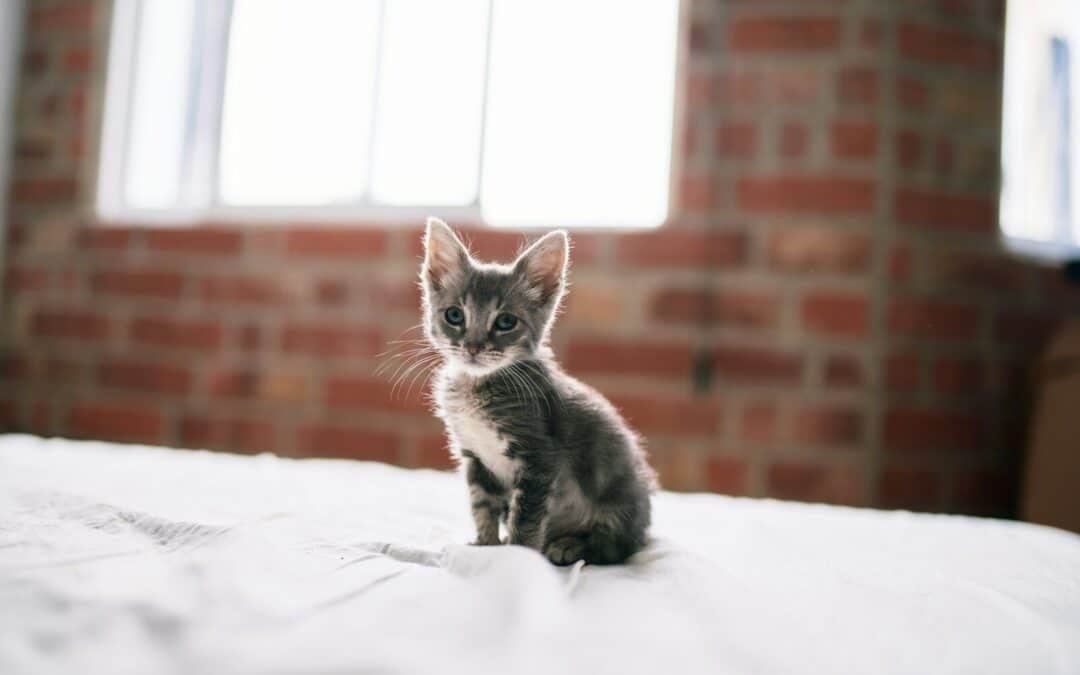 Discover the Charm of Small Cat Breeds – Tiny Companions with Big Personalities