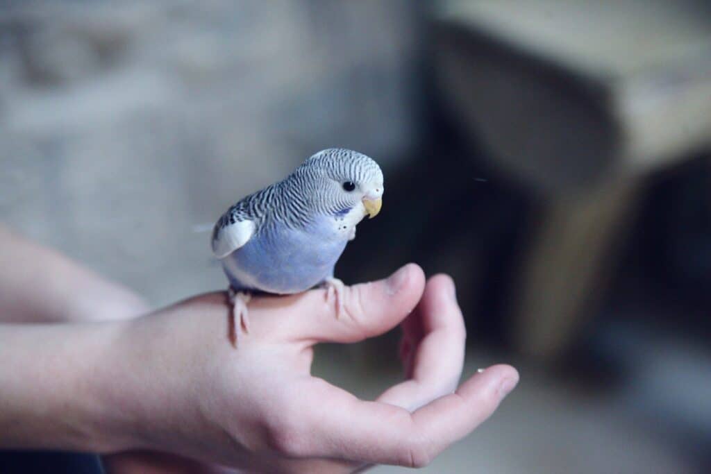 Best Pet Birds and How to Choose the Right Feathered Friend 1 blue parakeet on hand