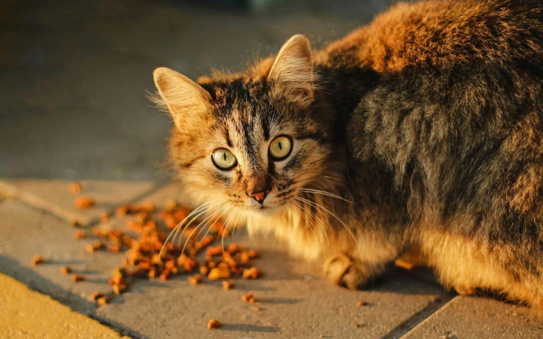 Best Cat Food for Indoor Cats